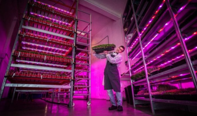 Horticulture LED Grow Light Technology: Vertical Farming